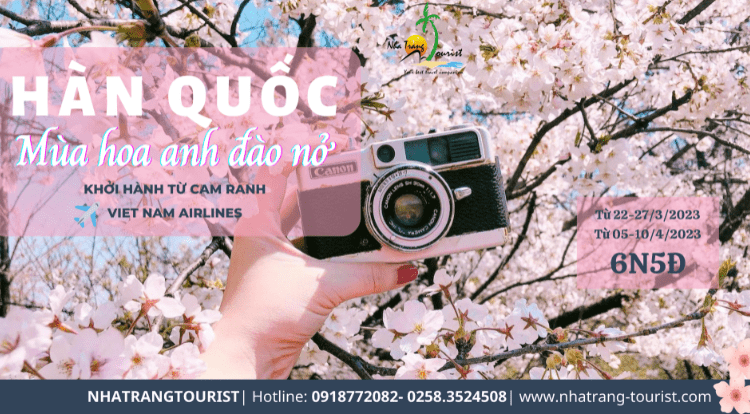 Tour Hàn Quốc ngắm hoa anh đào khởi hành từ Nha Trang